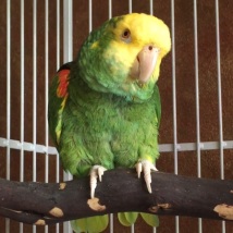 This is our bird, Cersei. She is a 21 year old Double Yellow Head Amazon.